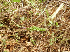 Pleurolobus gangeticus