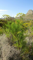 Notobubon tenuifolium