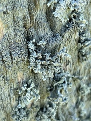 Punctelia bolliana