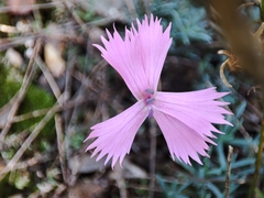 Dianthus lusitanus