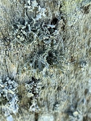 Punctelia bolliana