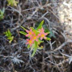 Collomia biflora