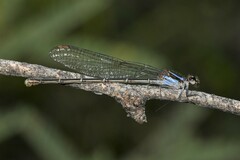 Argia tezpi