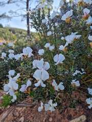 Podalyria myrtillifolia