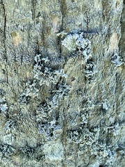 Punctelia bolliana