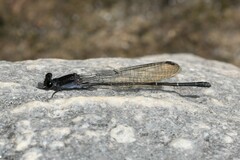 Argia tezpi