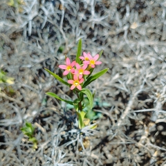 Collomia biflora