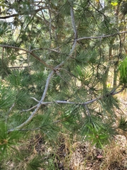 Pinus cembroides