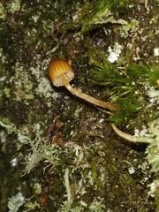 Mycena epipterygia