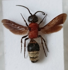 Dentilla curtiventris