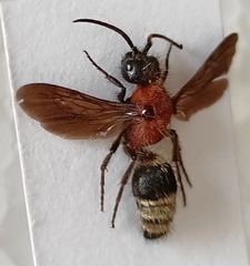 Dentilla curtiventris