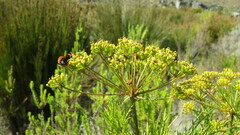 Notobubon tenuifolium