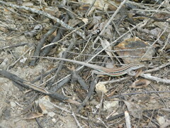 Medopheos edracanthus