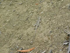 Microlophus occipitalis