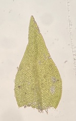 Leskea polycarpa