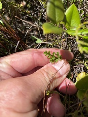 Pelargonium longicaule