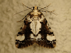 Pseudocoremia leucelaea