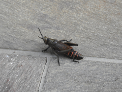 Dictyophorus griseus