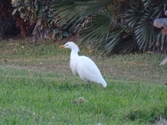 Bubulcus ibis