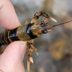 Cambarus coosae