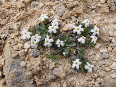 Myosotis colensoi