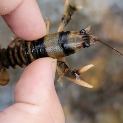 Cambarus coosae