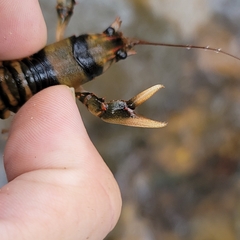 Cambarus coosae