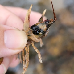 Cambarus coosae
