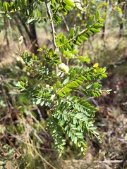 Eysenhardtia polystachya