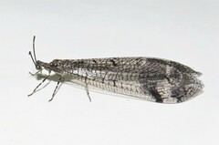 Glenoleon pulchellus