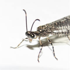 Glenoleon pulchellus