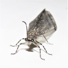 Glenoleon pulchellus