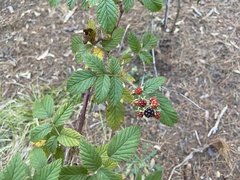 Rubus pinnatus