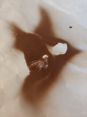 Agaricus porphyrocephalus