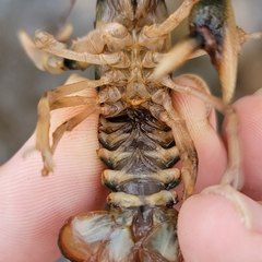 Cambarus coosae