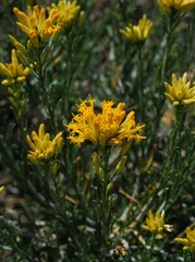 Ericameria nauseosa bernardina