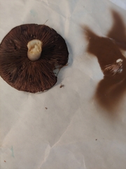 Agaricus porphyrocephalus