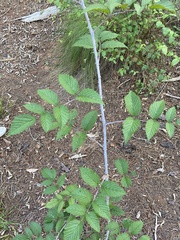 Rubus pinnatus