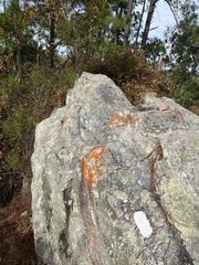 Caloplaca cinnabarina