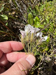 Pelargonium longicaule