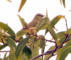 Chlorodrepanis virens