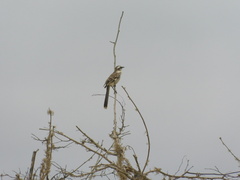 Mimus longicaudatus