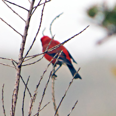Himatione sanguinea
