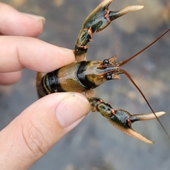 Cambarus coosae