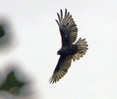 Buteo solitarius