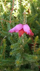 Erica ciliaris