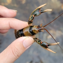 Cambarus coosae