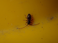 Microlamia pygmaea