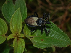 Apiomerus lanipes