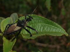 Apiomerus lanipes